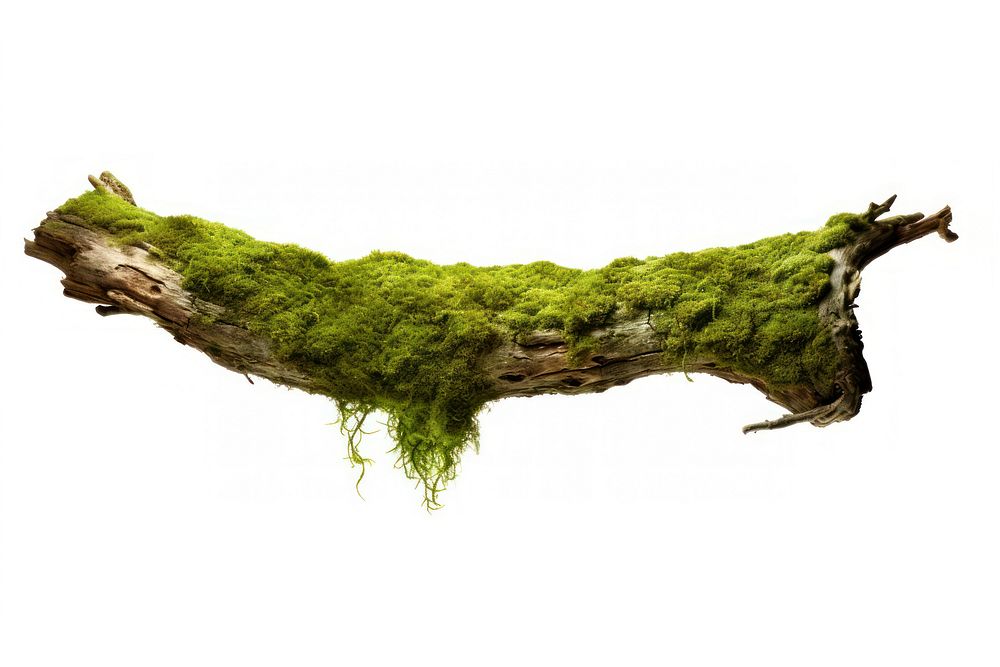 Tree bark moss plant green. AI generated Image by rawpixel.