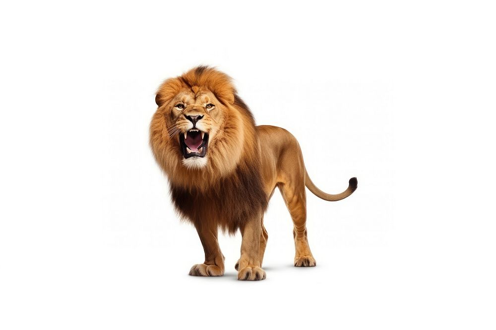 Animal wildlife mammal lion. AI generated Image by rawpixel.