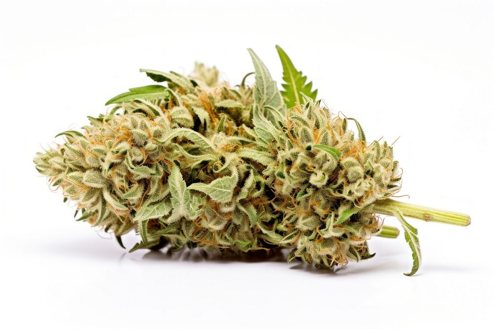 Marijuana bud plant leaf. AI generated Image by rawpixel.