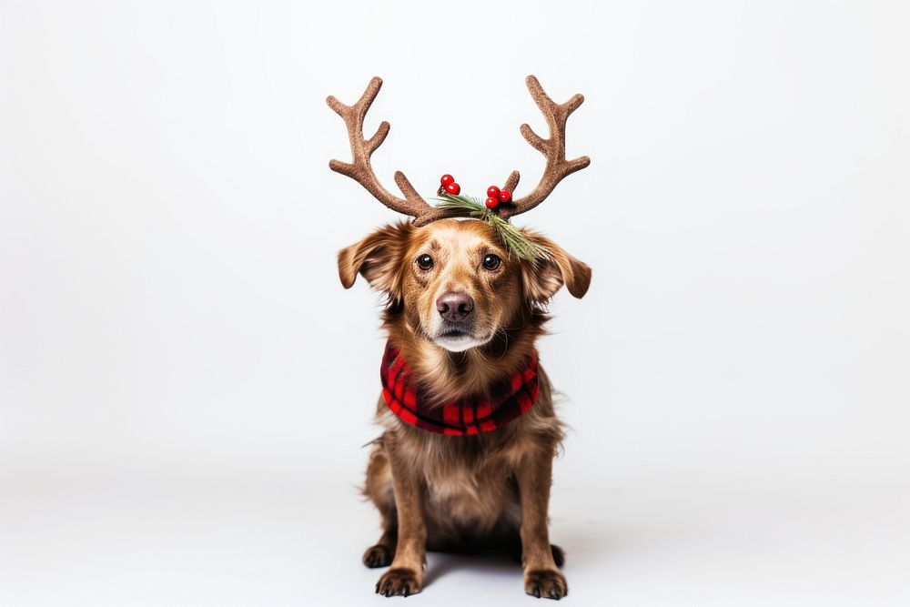 Cute dog wearing reindeer antler headband christmas mammal animal. AI generated Image by rawpixel.