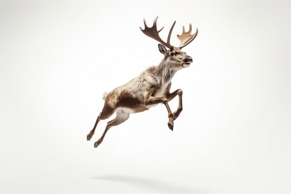 Reindeer caribou leap jumping wildlife animal mammal. AI generated Image by rawpixel.