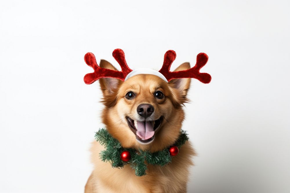 Happy cute dog wearing reindeer antler headband christmas mammal animal. AI generated Image by rawpixel.