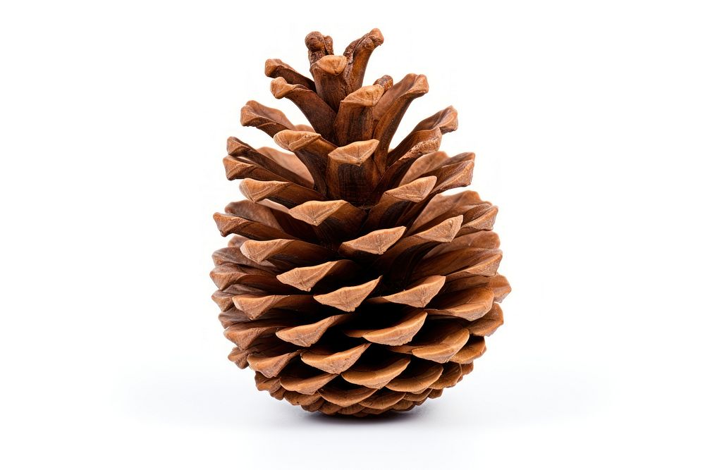 Christmas pinecone plant tree white background. AI generated Image by rawpixel.