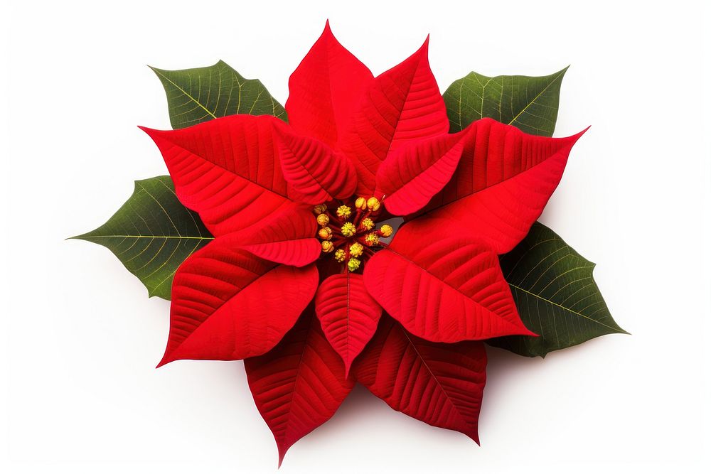 Christmas Poinsettias flower petal plant. AI generated Image by rawpixel.