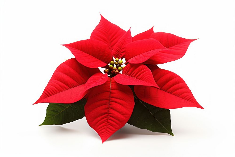 Christmas Poinsettias flower petal plant. AI generated Image by rawpixel.