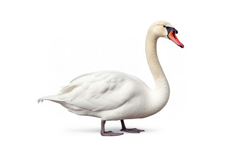 Animal swan goose white. AI generated Image by rawpixel.