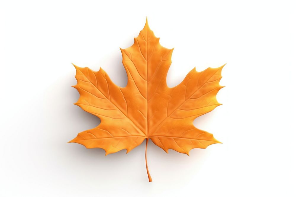 Dry maple leaf plant tree white background. AI generated Image by rawpixel.