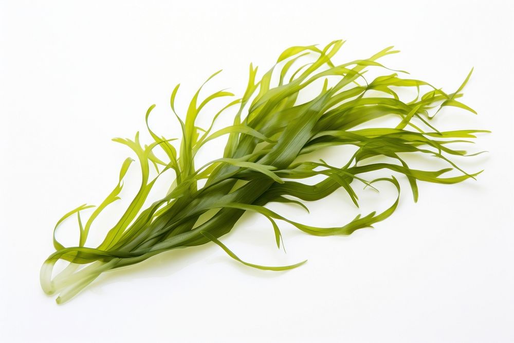 Seaweed vegetable plant food. AI generated Image by rawpixel.
