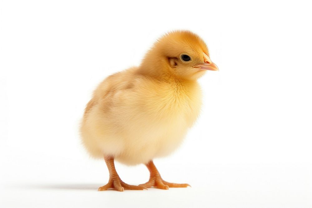 Baby chick poultry animal bird. AI generated Image by rawpixel.