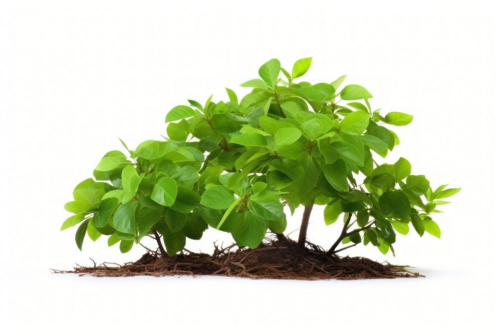 Nature plant green herbs. AI generated Image by rawpixel.