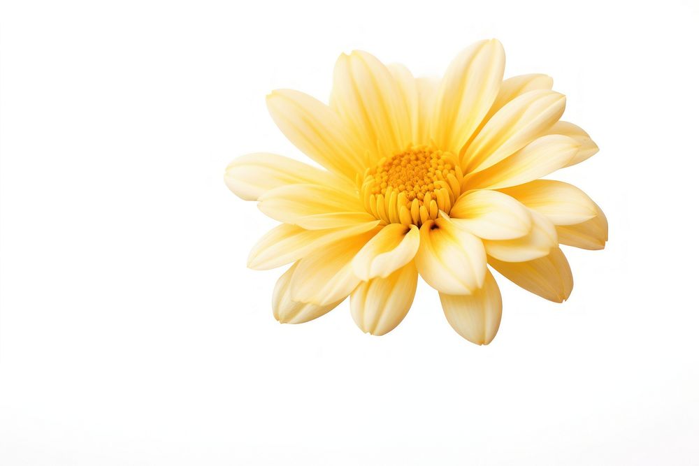Nature flower dahlia petal plant. AI generated Image by rawpixel.