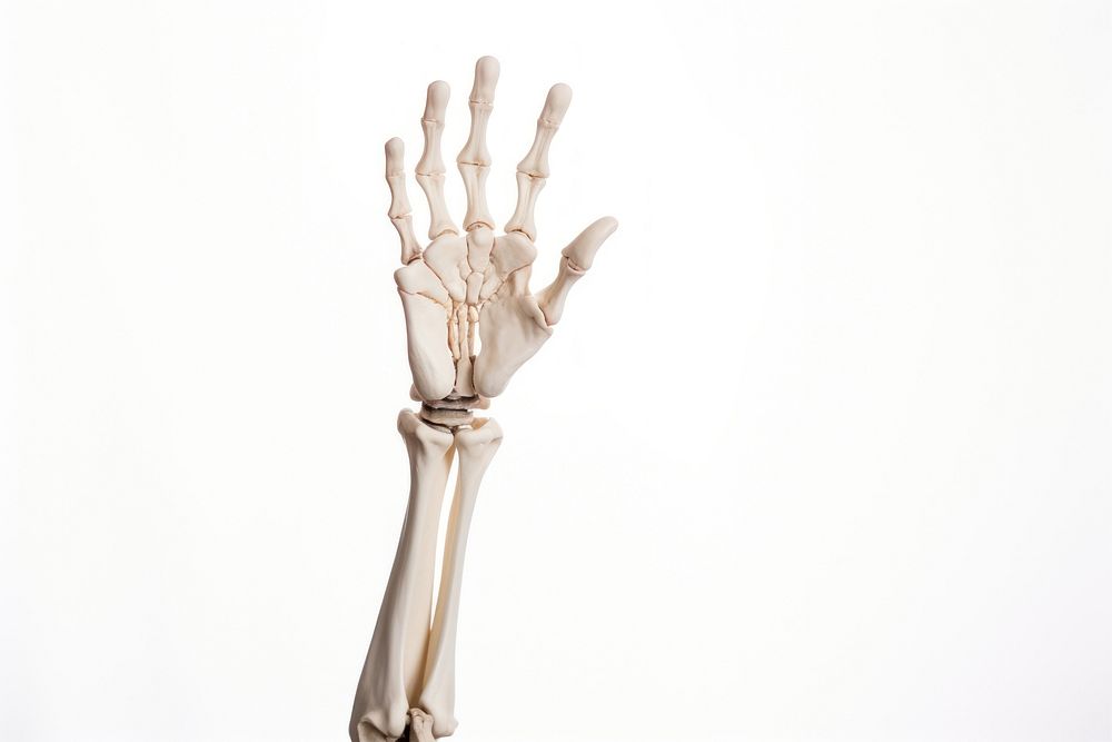 Skeleton hand white background fracture anatomy. AI generated Image by rawpixel.