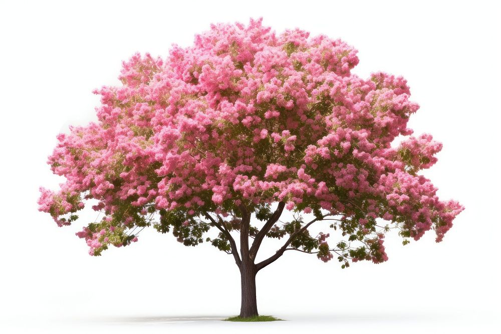 Spring tree outdoors blossom nature. AI generated Image by rawpixel.