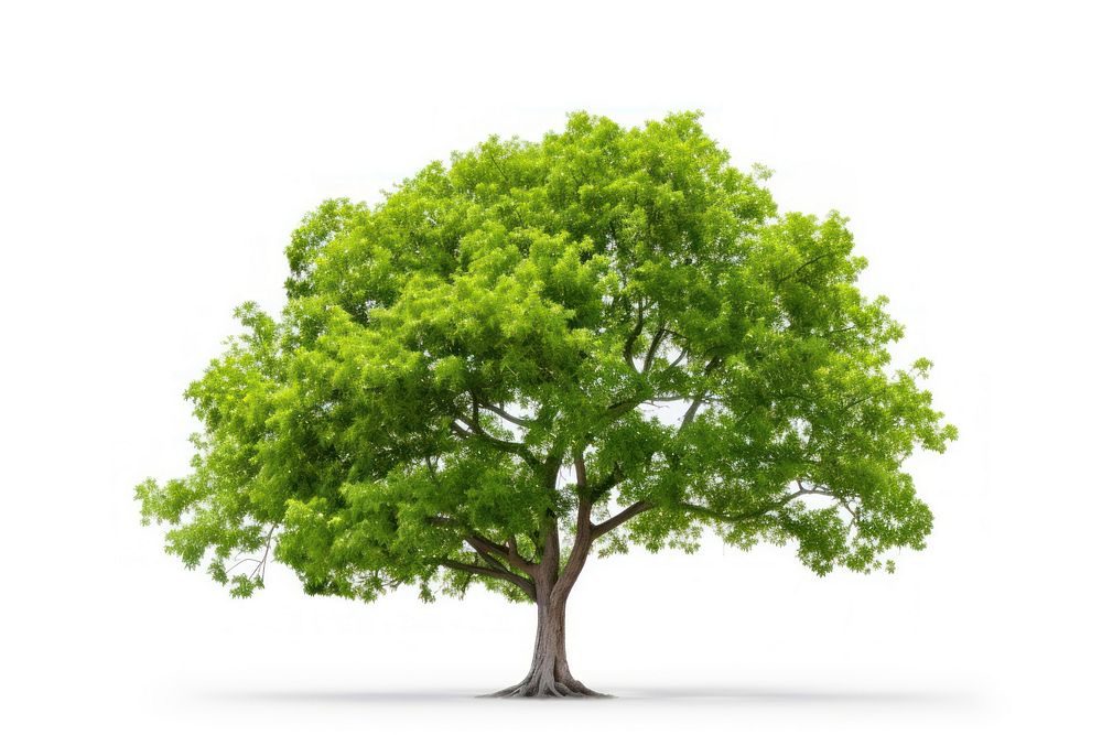 Garden tree plant white background tranquility. AI generated Image by rawpixel.