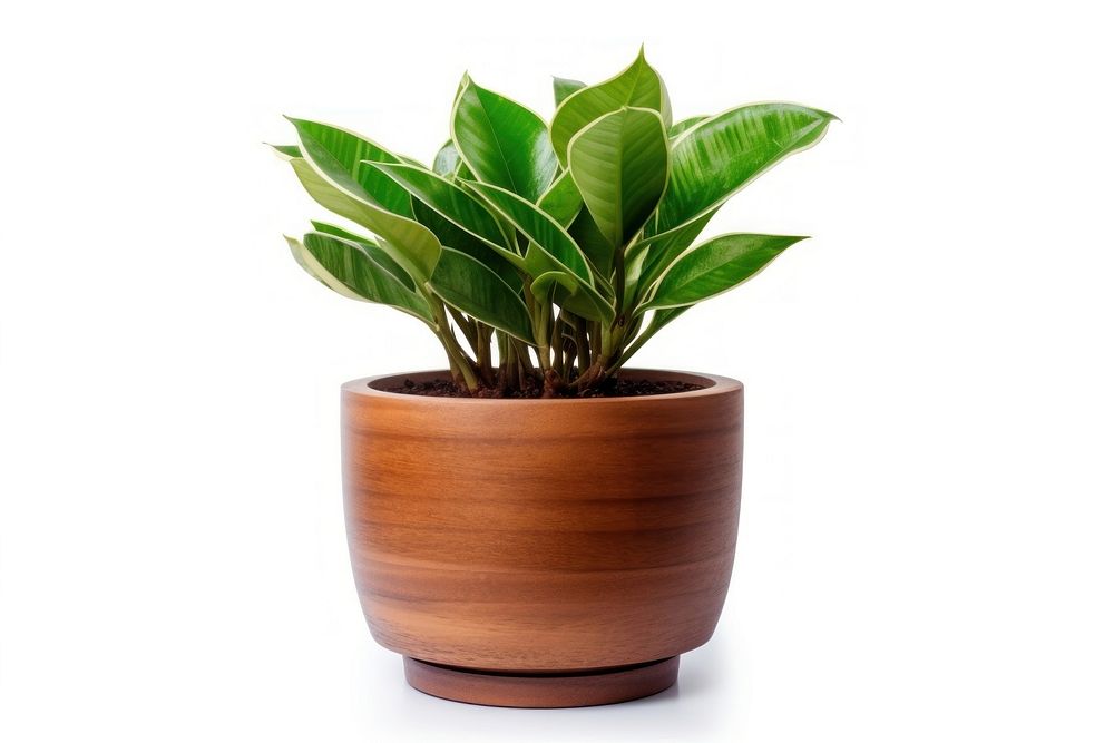Potted plant leaf wood vase. AI generated Image by rawpixel.