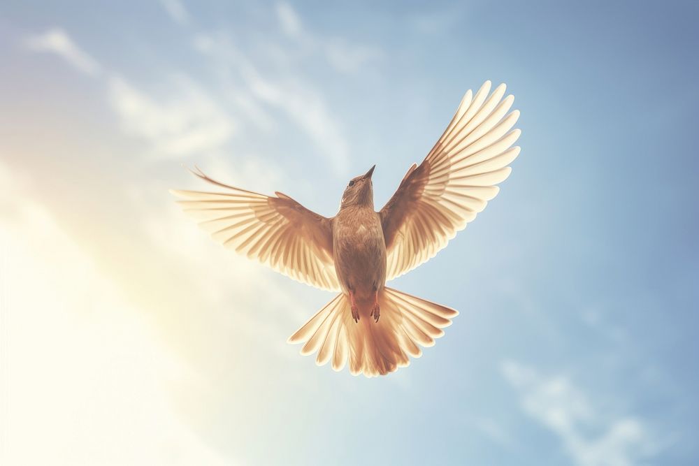 Bird flying outdoors animal nature. AI generated Image by rawpixel.