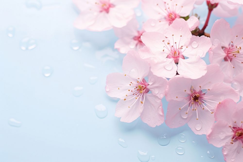 Cherry blossom flower outdoors petal plant. AI generated Image by rawpixel.