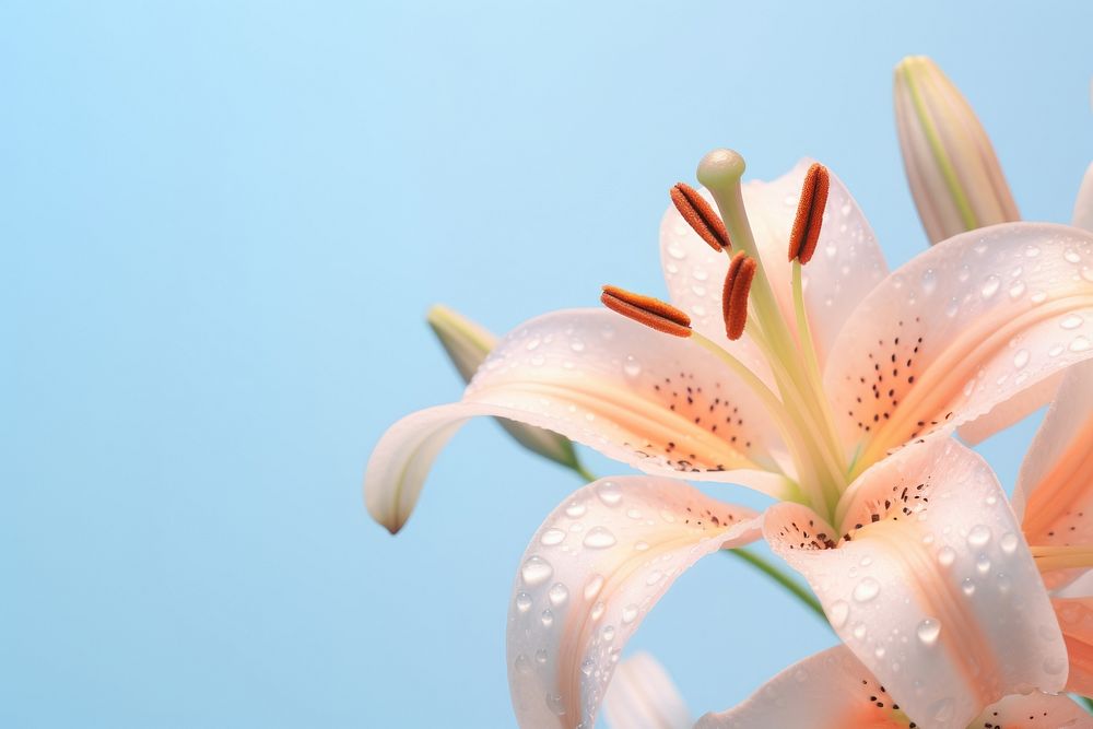 Lily flower petal plant inflorescence. AI generated Image by rawpixel.