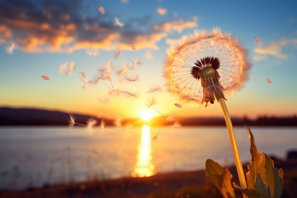 Dandelion seed outdoors nature sunset. AI generated Image by rawpixel.