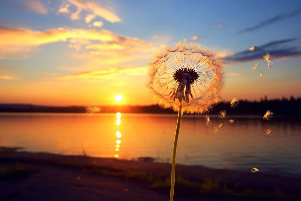 Dandelion seed outdoors nature sunset. AI generated Image by rawpixel.