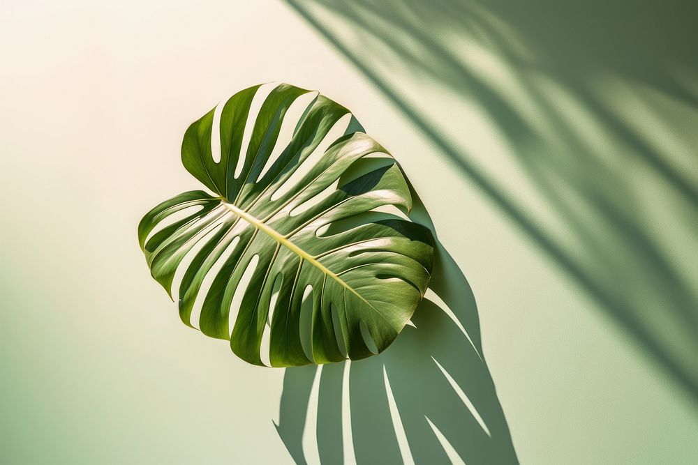 Tropical leaf shadow plant freshness sunlight. AI generated Image by rawpixel.