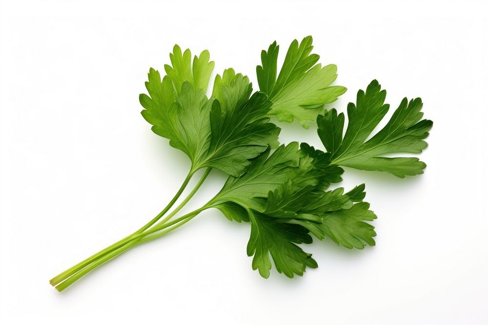 Parsley herb parsley herbs plant. AI generated Image by rawpixel.