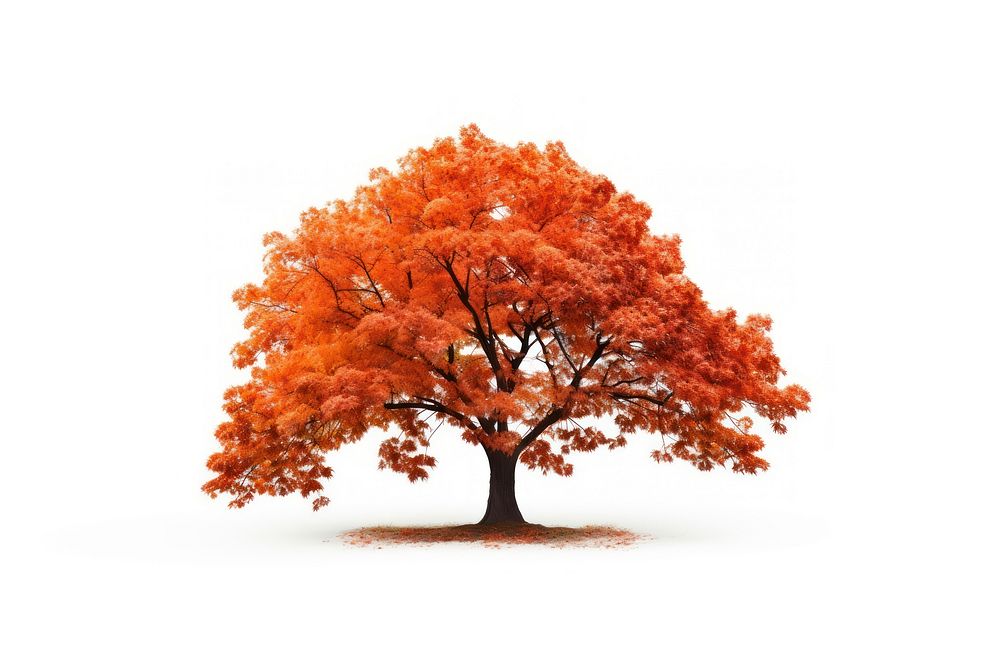 Fall tree plant maple white background. AI generated Image by rawpixel.
