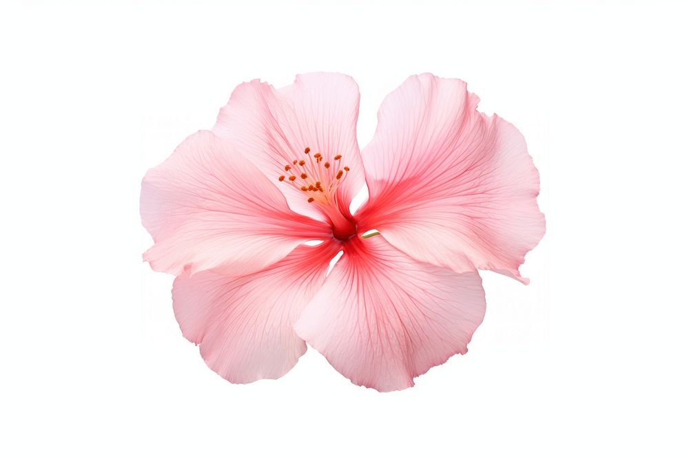 Pink flower hibiscus blossom petal. AI generated Image by rawpixel.