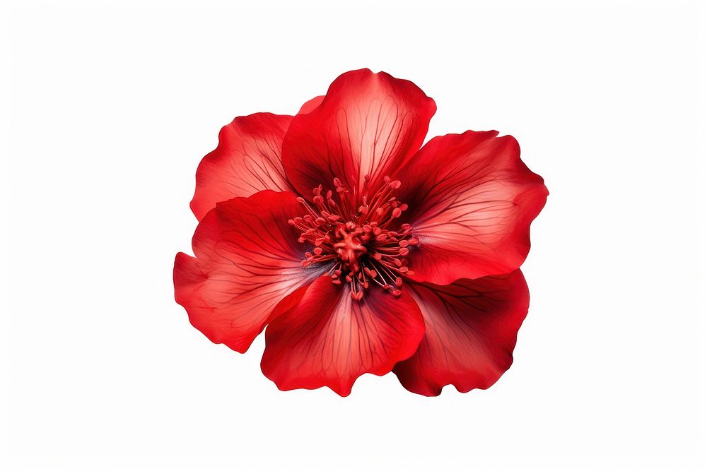 Red flower hibiscus petal plant. 