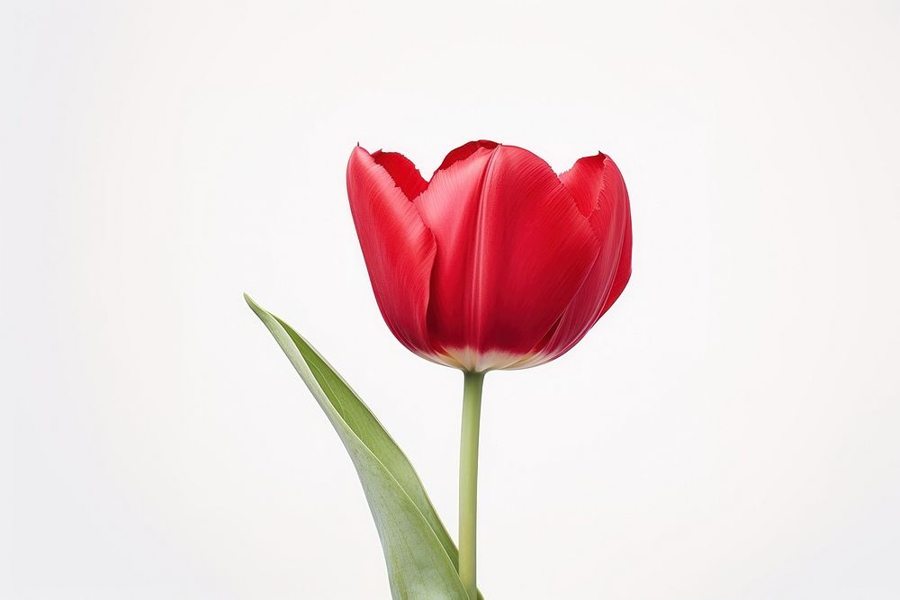 Red tulip flower plant white. AI generated Image by rawpixel.