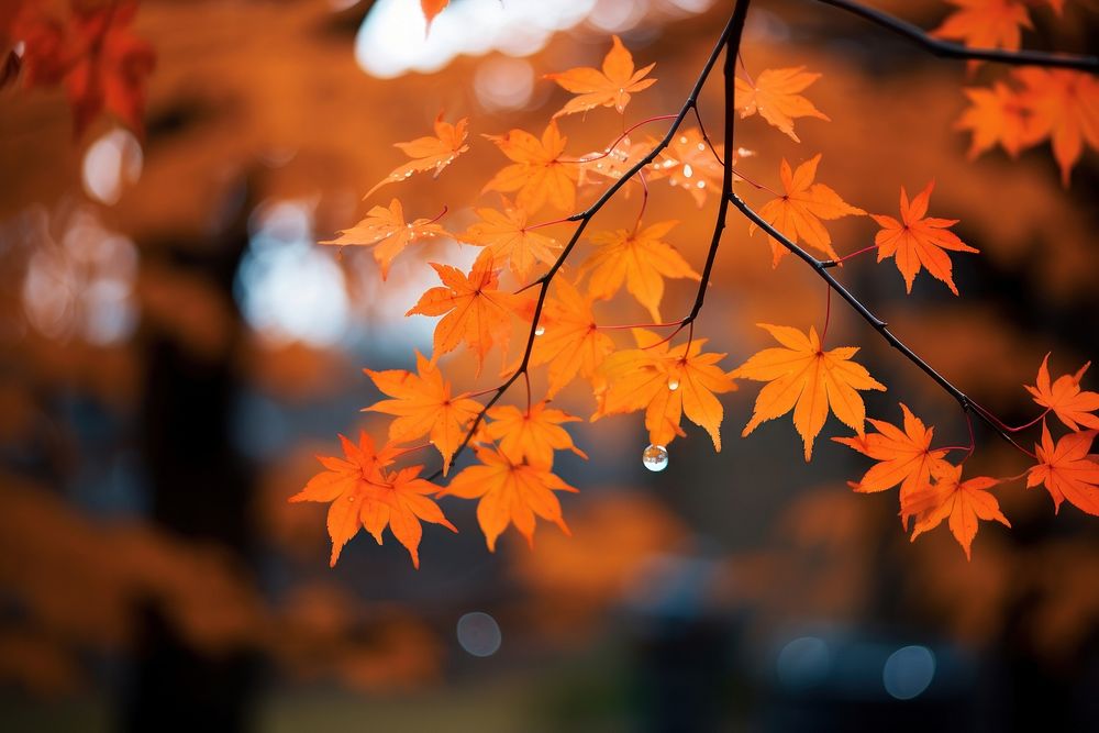 Orange maple tree autumn plant leaf. AI generated Image by rawpixel.