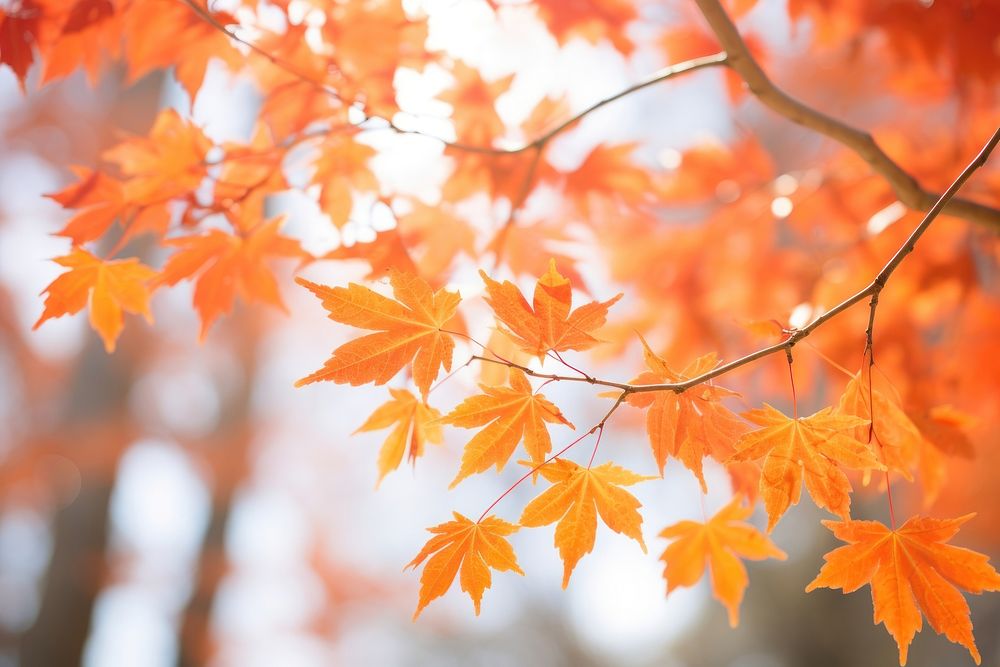 Soft orange maple tree backgrounds plant leaf. AI generated Image by rawpixel.