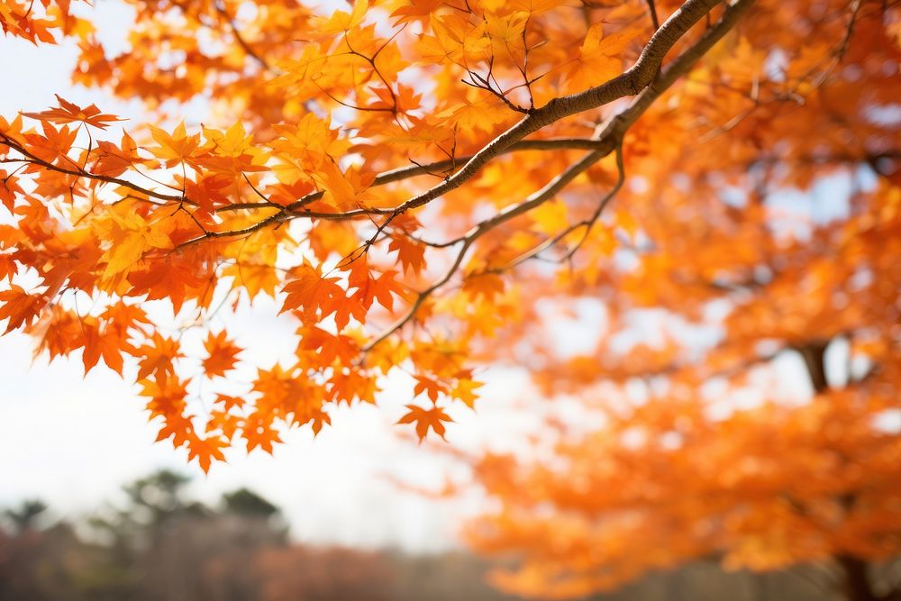 Soft orange maple tree backgrounds autumn plant. AI generated Image by rawpixel.