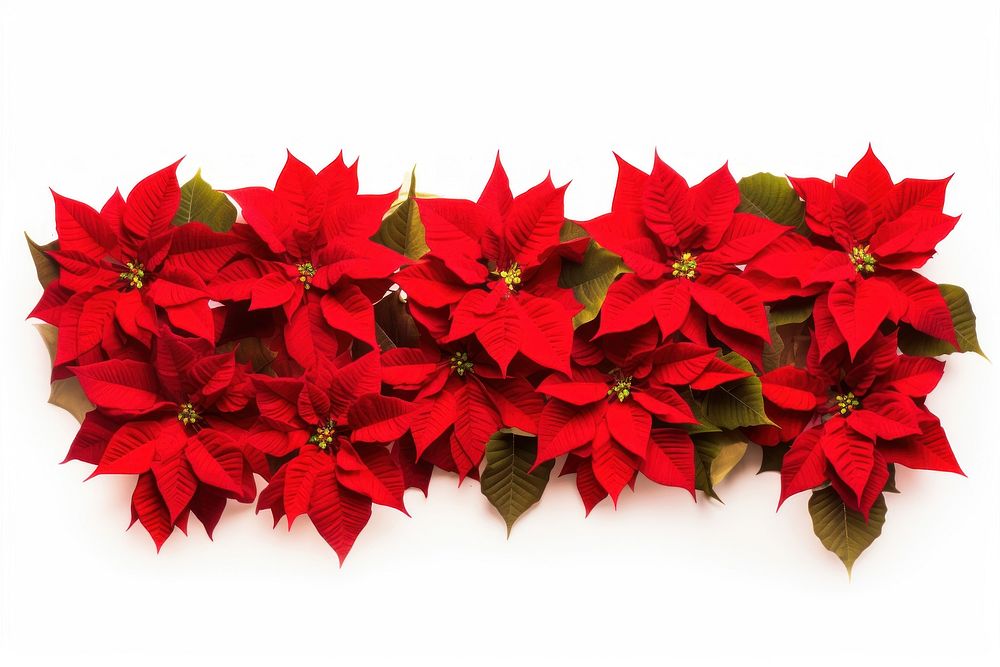 Meadow Red poinsettia flowers plant petal leaf. AI generated Image by rawpixel.