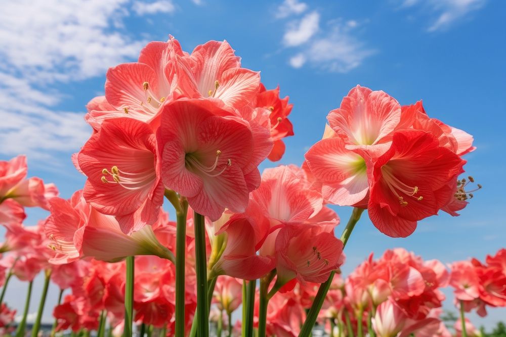Flower nature amaryllis outdoors. AI generated Image by rawpixel.
