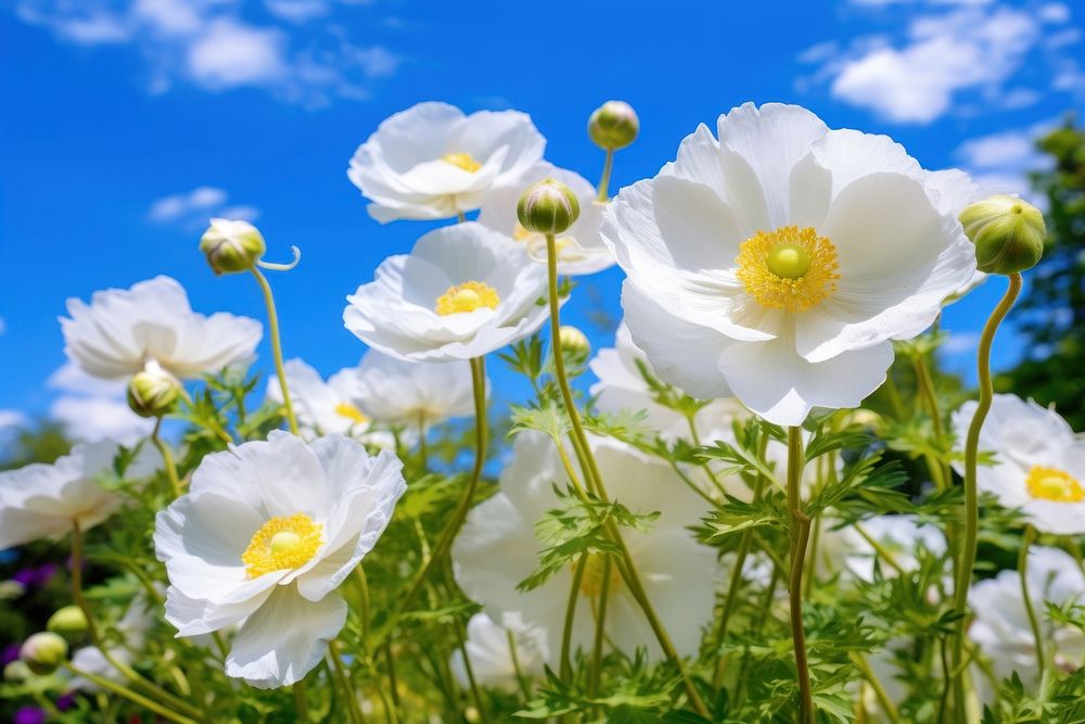 Flower nature summer outdoors. AI generated Image by rawpixel.