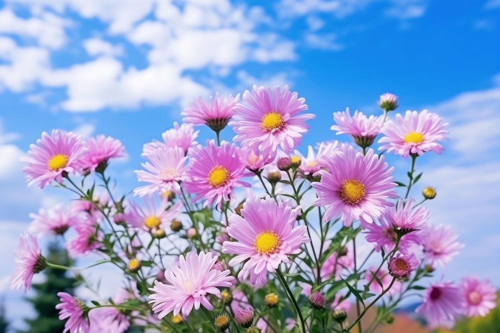 Flower nature summer aster. AI generated Image by rawpixel.