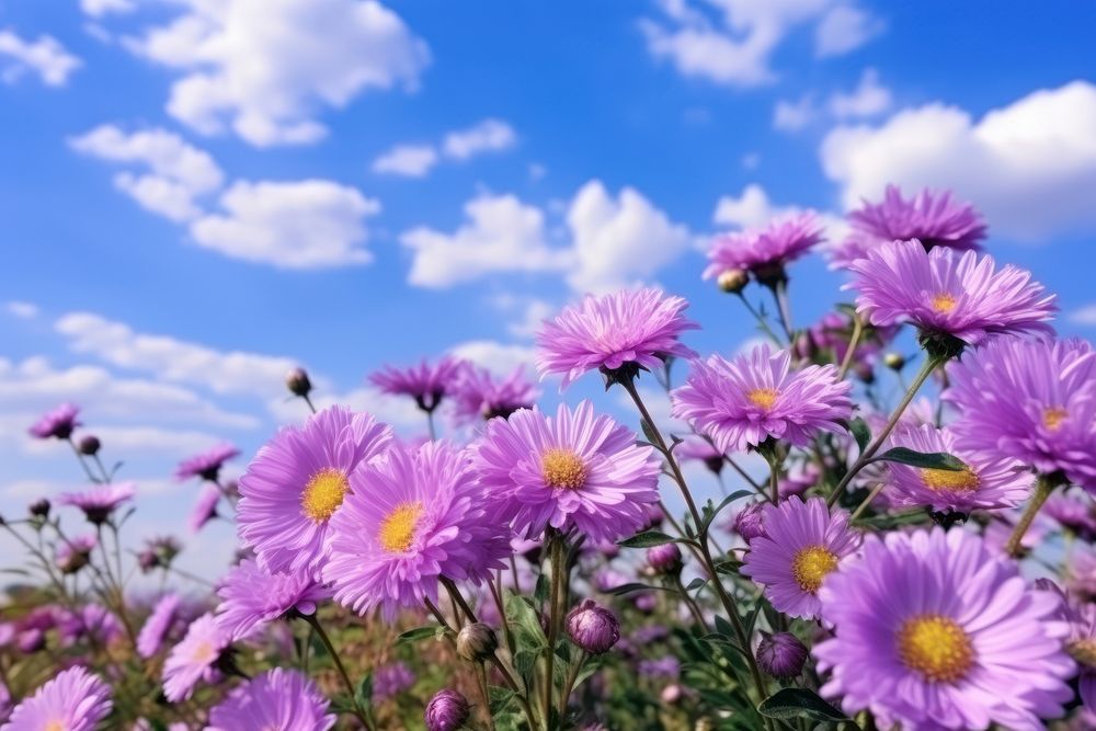 Flower nature aster sky. AI generated Image by rawpixel.