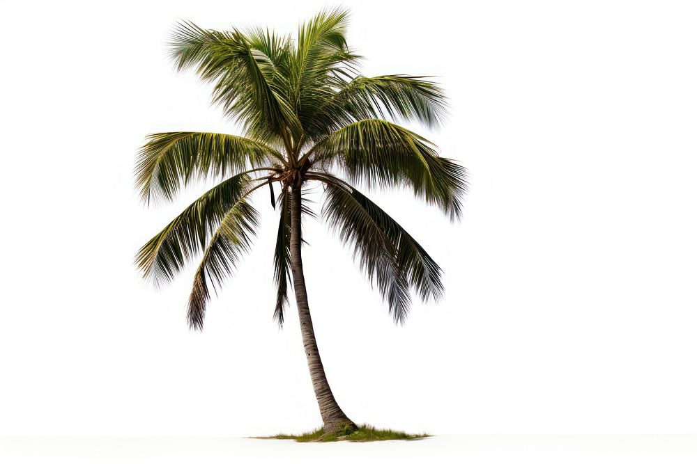 Coconut tree plant white background tranquility. AI generated Image by rawpixel.