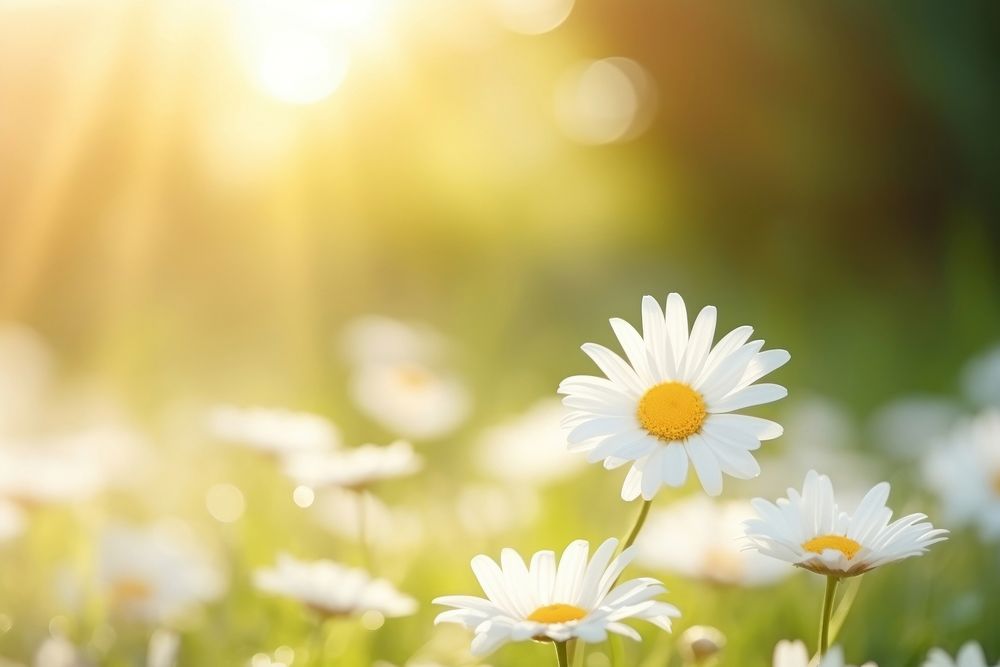 Daisy sun backgrounds sunlight. AI generated Image by rawpixel.