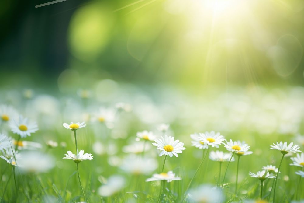 Daisy field green backgrounds. AI generated Image by rawpixel.