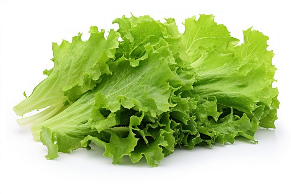 Freshness green oak lettuce leaves vegetable plant food. AI generated Image by rawpixel.