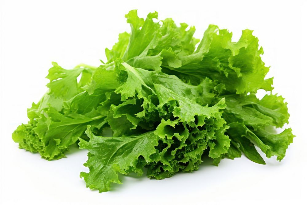 Freshness green oak lettuce leaves vegetable plant food. AI generated Image by rawpixel.