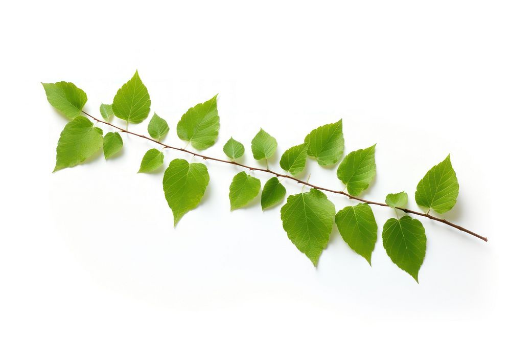 Greem birch leaves plant leaf white background. AI generated Image by rawpixel.