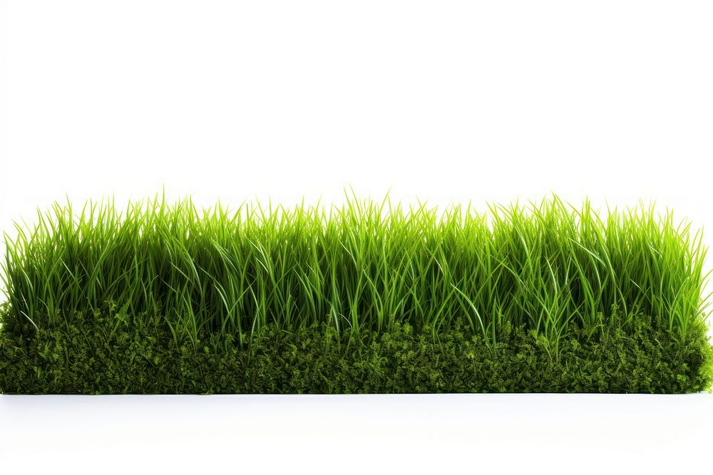 Green grass border plant lawn white background. AI generated Image by rawpixel.