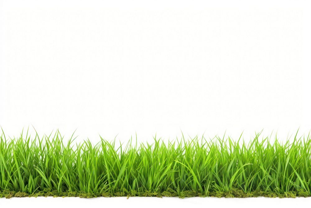 Green grass border backgrounds plant lawn. AI generated Image by rawpixel.