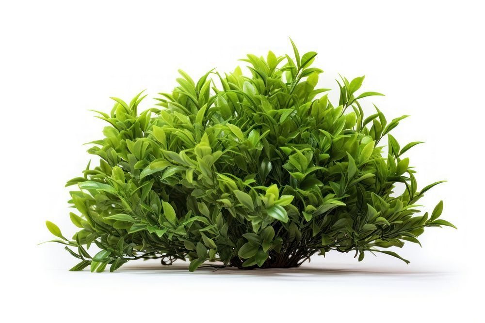 Green light bush plant herbs leaf. AI generated Image by rawpixel.