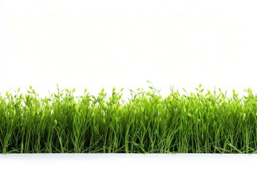 Light green grass border backgrounds plant lawn. AI generated Image by rawpixel.