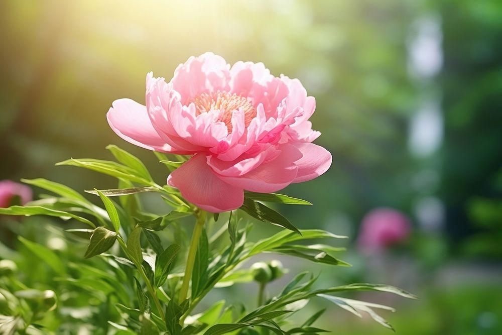 Outdoors blossom flower nature. AI generated Image by rawpixel.