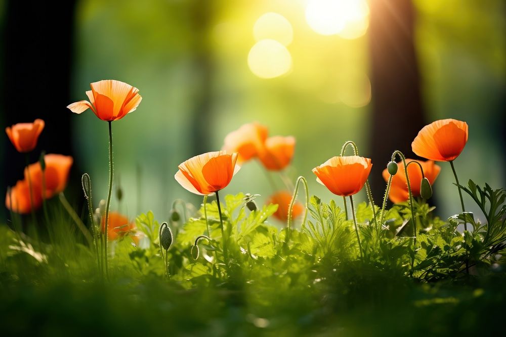 Nature summer poppy sunlight. AI generated Image by rawpixel.